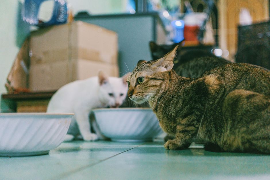 Close-up of three domestic cats eating indoors, with focused expressions and vibrant fur.