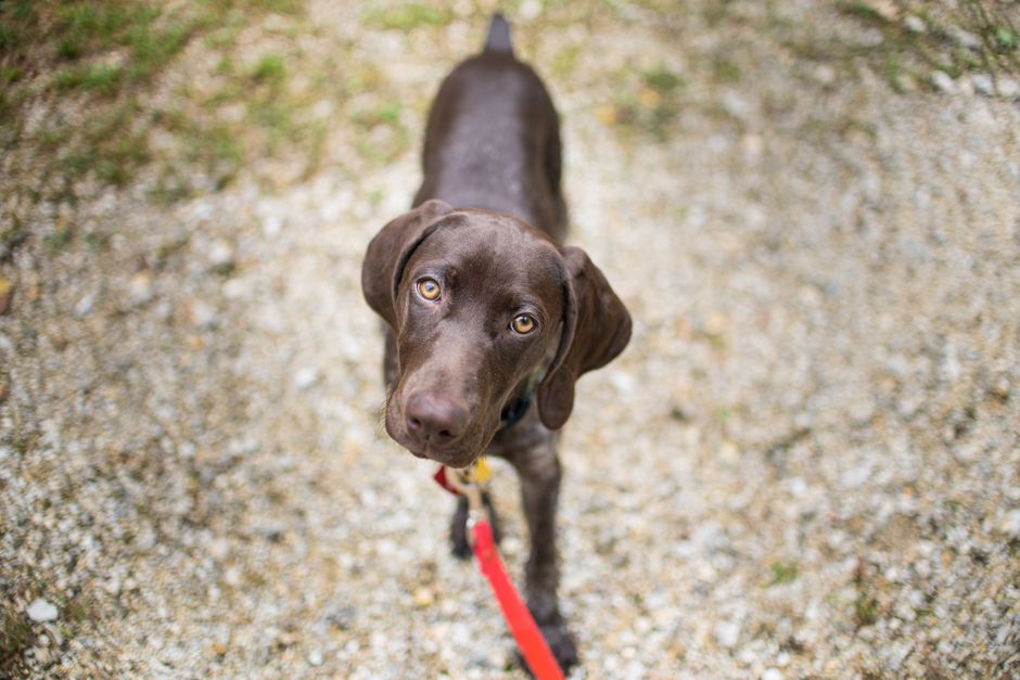 Adorable Labrador Retriever puppy with red leash looking up, outdoors.